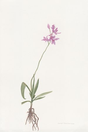 grass pink orchid Calopogon tuberosus by Janet Henderson