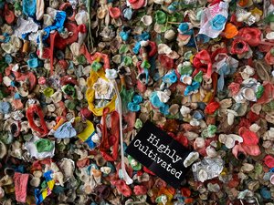 Wall of Mouth by Diane Bovenkamp