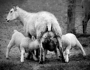 Feeding Time by Diane Bovenkamp