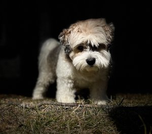 Koko by Jamie Rhind (2026)