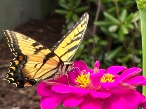 Cynthia_Williams_Nectar  by Cindy Williams