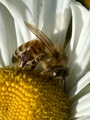 Cynthia_Williams_Bee_Enjoying_Daisies  by Cindy Williams