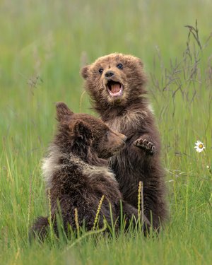 The Reluctant Sibling by Mandy Davies