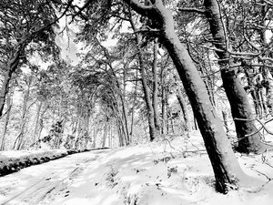 First Snow by Cheryl Best (2023)