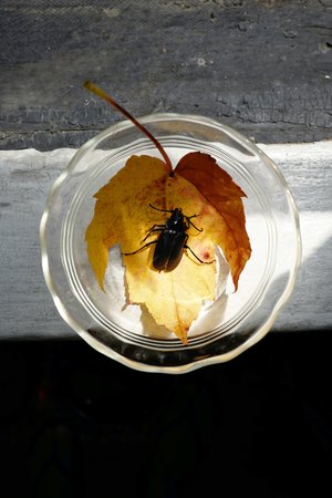 Kitchen Beetle by Amy Bellezza