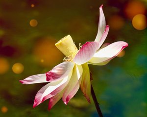 Enlightenment by Diane Lamboley (2023)