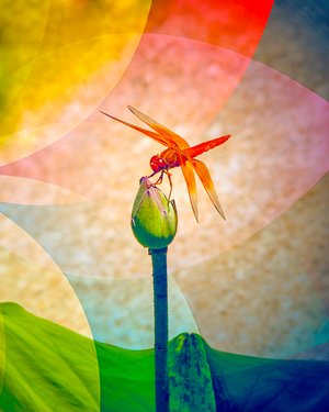 Peaceful Landing by Diane Lamboley (2023)