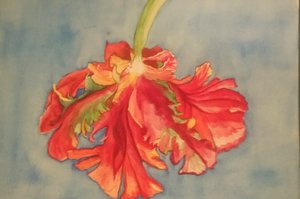 Red parrot by Ann marie Curley (2025)