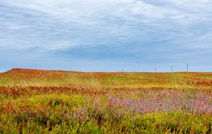 Four Posts by Bruce Brettschneider