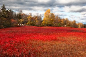 At Season's End by Bruce Brettschneider