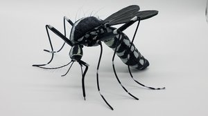 Asian Tiger Mosquito  by Dennis Ciccoli (2024)