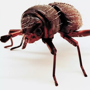 Shot-Hole Borer  by Dennis Ciccoli (2024)