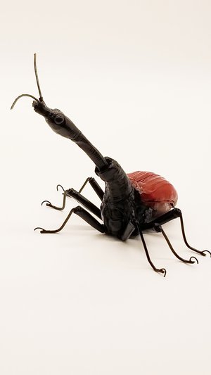 Giraffe Weevil  by Dennis Ciccoli (2024)