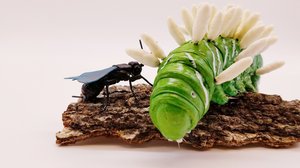 Tobacco Hornworm Infected With Parasitoid Wasp Pupae and Wasp  by Dennis Ciccoli (2024)