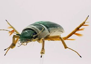 Predacious Diving Beetle  by Dennis Ciccoli (2025)