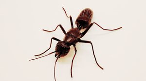 Eastern Carpenter Ant by Dennis Ciccoli (2024)
