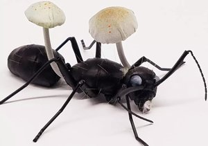 Ant Infected With Cordyceps Fungus  by Dennis Ciccoli (2025)
