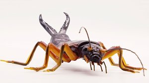 European Earwig  by Dennis Ciccoli (2025)