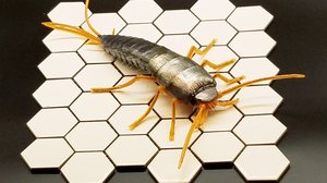 Silverfish  by Dennis Ciccoli (2024)