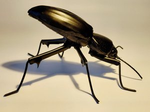 Desert Stink Beetle  by Dennis Ciccoli (2023)