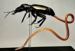 Horsehair Worm Exiting Ground Beetle  by Dennis Ciccoli (2025)