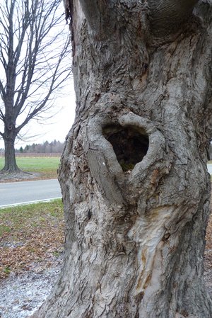 Love Knot by Christopher Charron