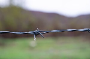 Barbed Wire Drip 4964 by Daniel Gold