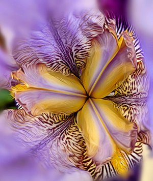 Inside Iris by Patricia Gunter