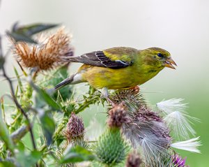 American Goldfinch by Steven Pepple