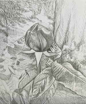 Beautiful Rose by Catalina Mercado (2026)