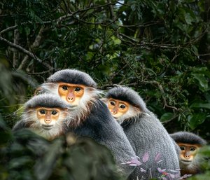 Red-shanked Duoc Langurs by John Comisky