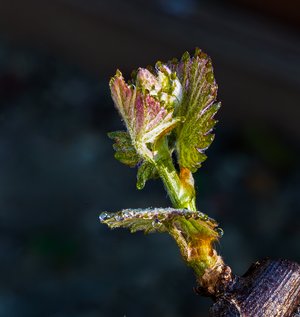 Bud Break 2 by John Comisky