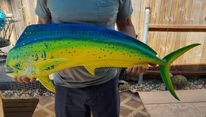 dorado/ mahi mahi by Michael Bocci