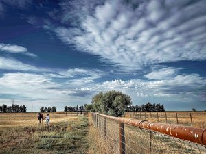 The Turnout by Patrick Cosgrove