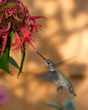 Wendy Fulginiti_ Oregon Hummingbird by Wendy Fulginiti