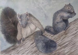 Squirrely by Tessa E Koller