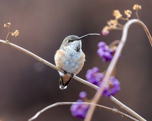 A Winter Visitor by Alison Wilcox