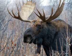 Moose Days by Alison Wilcox