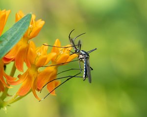 The Nectar of Life by Alison Wilcox