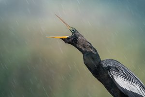 Screaming in the Rain by Alison Wilcox