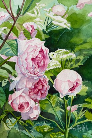 Pink English Roses by Ann May Kelly