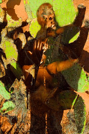 carroll_thomas_2_Conjuring a Sedona Shaman_jpg by Thomas Carroll