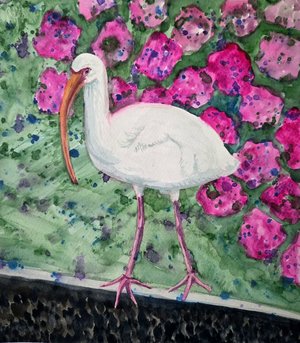 White Ibis in the Garden by Yonina Schuchman (2026)