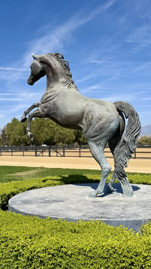 Rearing Arabian Stallion by Beverly Zimmer (2022)