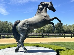 Rearing Arabian Stallion by Beverly Zimmer (2022)
