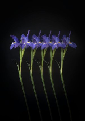 Blue Resonance by Nicki French