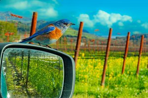 Intruder in Reflection by Dean Busquaert (2025)