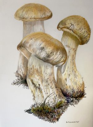 Antoaneta Denkin — portfolio
