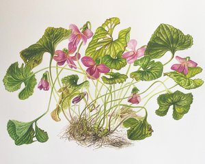 Viola Sororia  by Antoaneta Denkin