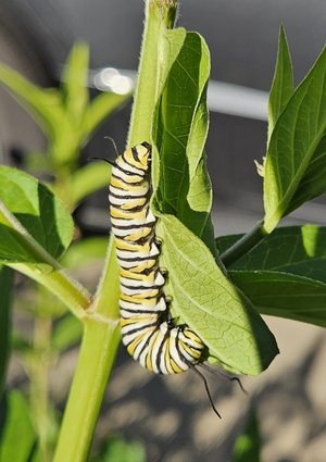 A Monarch Caterpillar by Cheri Baltzell McEneaney